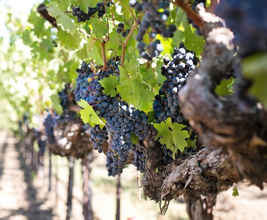 A close up of a row of purple grapes ripening on a vine at a vineyard.